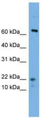 Protein yippee-like 5 antibody, TA345071, Origene, Western Blot image 