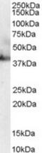 mRNA export factor antibody, TA303044, Origene, Western Blot image 