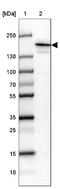 Calmodulin-binding transcription activator 1 antibody, NBP1-93620, Novus Biologicals, Western Blot image 