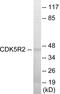 Cyclin Dependent Kinase 5 Regulatory Subunit 2 antibody, EKC1793, Boster Biological Technology, Western Blot image 