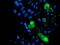 Mitochondrial Ribosomal Protein S27 antibody, MA5-26408, Invitrogen Antibodies, Immunocytochemistry image 