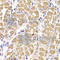 Receptor Activity Modifying Protein 1 antibody, A6447, ABclonal Technology, Immunohistochemistry paraffin image 