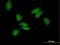 Poly(A) Binding Protein Cytoplasmic 3 antibody, H00005042-B01P, Novus Biologicals, Immunofluorescence image 