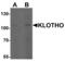 Klotho antibody, MBS150338, MyBioSource, Western Blot image 