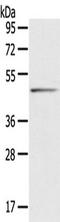Serpin Family B Member 8 antibody, TA350407, Origene, Western Blot image 