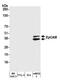 CD326 / EpCAM antibody, A700-077, Bethyl Labs, Western Blot image 