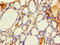 PRELI Domain Containing 3B antibody, LS-C380318, Lifespan Biosciences, Immunohistochemistry paraffin image 