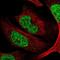 Chromodomain Y-like protein antibody, NBP2-34011, Novus Biologicals, Immunofluorescence image 