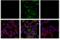Ubiquitin-40S ribosomal protein S27a antibody, 70973S, Cell Signaling Technology, Immunofluorescence image 