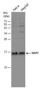 DAP1 antibody, GTX132535, GeneTex, Western Blot image 