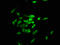 Tankyrase 1 Binding Protein 1 antibody, LS-C672141, Lifespan Biosciences, Immunofluorescence image 