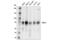 Male-specific lethal 2 homolog antibody, 44006S, Cell Signaling Technology, Western Blot image 