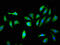 Kelch Like Family Member 2 antibody, LS-C396443, Lifespan Biosciences, Immunofluorescence image 
