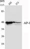 Jun Proto-Oncogene, AP-1 Transcription Factor Subunit antibody, STJ98466, St John