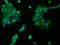 S100 Calcium Binding Protein B antibody, 10181-T26, Sino Biological, Immunohistochemistry frozen image 