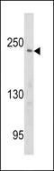 PCM1 antibody, GTX81421, GeneTex, Western Blot image 