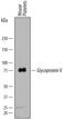 Platelet glycoprotein V antibody, AF6990, R&D Systems, Western Blot image 
