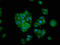 Kinesin Family Member 20B antibody, LS-C672356, Lifespan Biosciences, Immunofluorescence image 