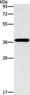  antibody, PA5-50620, Invitrogen Antibodies, Western Blot image 