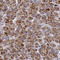 Cytochrome P450 Family 11 Subfamily B Member 2 antibody, HPA049171, Atlas Antibodies, Immunohistochemistry frozen image 