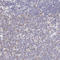 ATP Synthase F1 Subunit Beta antibody, HPA001520, Atlas Antibodies, Immunohistochemistry frozen image 