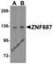 Zinc Finger Protein 687 antibody, 6861, ProSci Inc, Western Blot image 