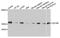 CD160 antigen antibody, A8189, ABclonal Technology, Western Blot image 