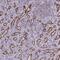 PITPNM Family Member 3 antibody, NBP2-34121, Novus Biologicals, Immunohistochemistry frozen image 