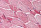 Amino-terminal enhancer of split antibody, MBS240492, MyBioSource, Immunohistochemistry frozen image 