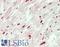 Suppression of tumorigenicity 18 protein antibody, LS-B14714, Lifespan Biosciences, Immunohistochemistry paraffin image 
