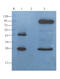 Insulin Like Growth Factor 1 antibody, orb10886, Biorbyt, Western Blot image 