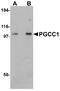 Family With Sequence Similarity 120B antibody, NBP1-76315, Novus Biologicals, Western Blot image 