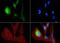 OPA1 Mitochondrial Dynamin Like GTPase antibody, MA5-16149, Invitrogen Antibodies, Immunofluorescence image 