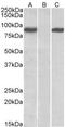 Signal Transducer And Activator Of Transcription 4 antibody, NBP1-49837, Novus Biologicals, Western Blot image 