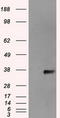 Serine/threonine-protein kinase Nek6 antibody, LS-C114648, Lifespan Biosciences, Western Blot image 