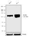 Mitotic checkpoint serine/threonine-protein kinase BUB1 beta antibody, 720297, Invitrogen Antibodies, Western Blot image 