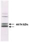 Mitogen-Activated Protein Kinase 9 antibody, AHO1362, Invitrogen Antibodies, Western Blot image 