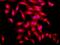 Neuroligin 1 antibody, orb150874, Biorbyt, Immunofluorescence image 