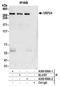 Ubiquitin Specific Peptidase 24 antibody, A300-938A, Bethyl Labs, Immunoprecipitation image 