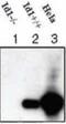 DNA-binding protein inhibitor ID-1 antibody, GTX44599, GeneTex, Western Blot image 