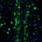 Semaphorin 3E antibody, NBP1-84408, Novus Biologicals, Immunofluorescence image 