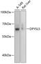 Dihydropyrimidinase Like 5 antibody, 15-253, ProSci, Western Blot image 