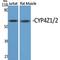 Cytochrome P450 Family 4 Subfamily Z Member 1 antibody, LS-C383026, Lifespan Biosciences, Western Blot image 