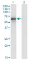 Bridging Integrator 1 antibody, H00000274-M03, Novus Biologicals, Western Blot image 