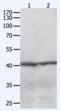C-C Motif Chemokine Receptor 8 antibody, CSB-PA172806, Cusabio, Western Blot image 