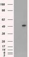 CD4 antibody, GTX84713, GeneTex, Western Blot image 