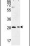 Ermin antibody, PA5-24818, Invitrogen Antibodies, Western Blot image 