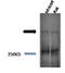 Piccolo Presynaptic Cytomatrix Protein antibody, orb67561, Biorbyt, Western Blot image 