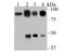 Villin 1 antibody, A04205, Boster Biological Technology, Western Blot image 