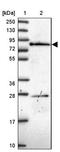cAMP-specific 3 ,5 -cyclic phosphodiesterase 4C antibody, NBP2-33543, Novus Biologicals, Western Blot image 